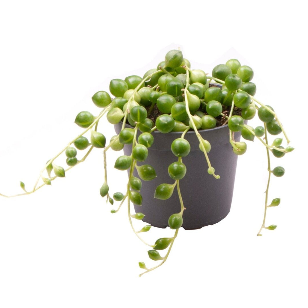 Healthy Curio Rowleyanus, syn. Senecio Rowleyanus Baby. A perfect curio rowleyanus, syn. senecio rowleyanus baby for your indoor houseplant collection.