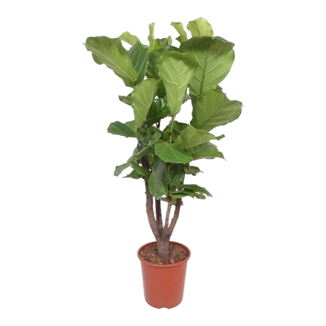 Ficus Lyrata (Fiddle Fig) Branched XL