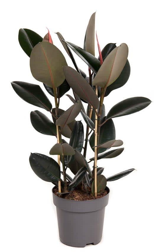 Ficus elastica 'Abidjan' XL – XL, Approx. 110.0cm height – 27.0cm Pot 2