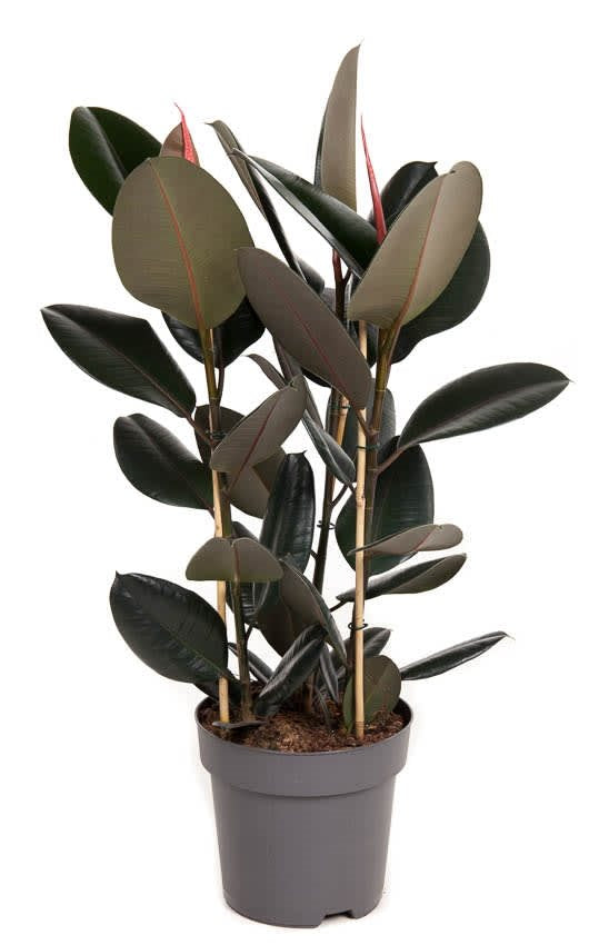 Ficus elastica 'Abidjan' XL