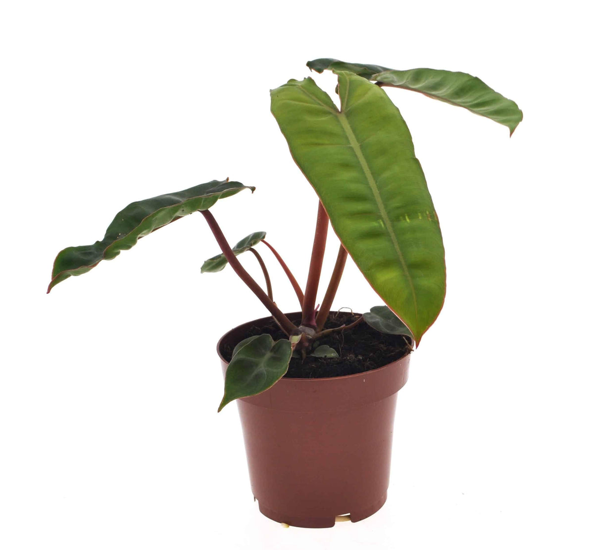 Healthy Philodendron Billietiae M. A perfect philodendron billietiae m for your indoor houseplant collection.