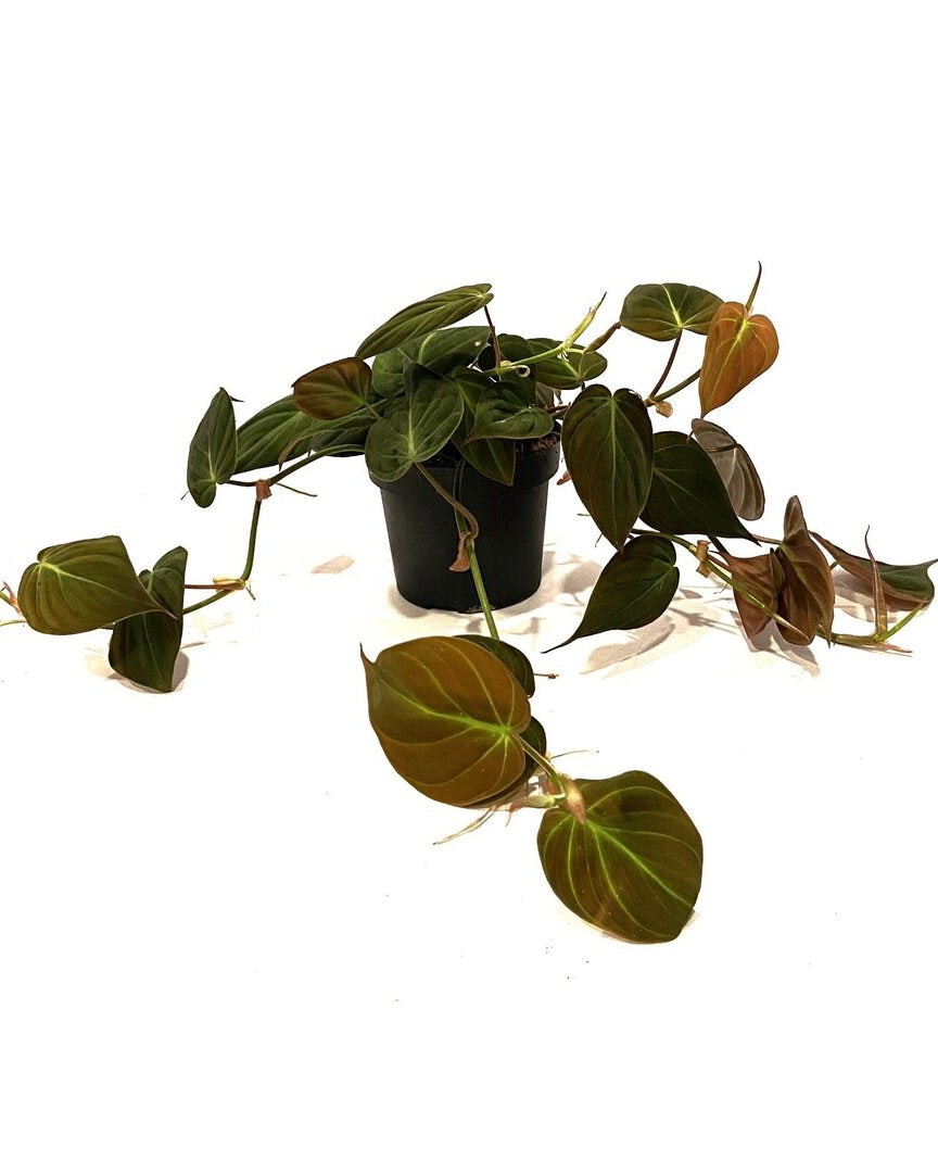 Philodendron hederaceum ‘Micans’ in its nursery pot with cascading stems and velvety, heart-shaped leaves.
