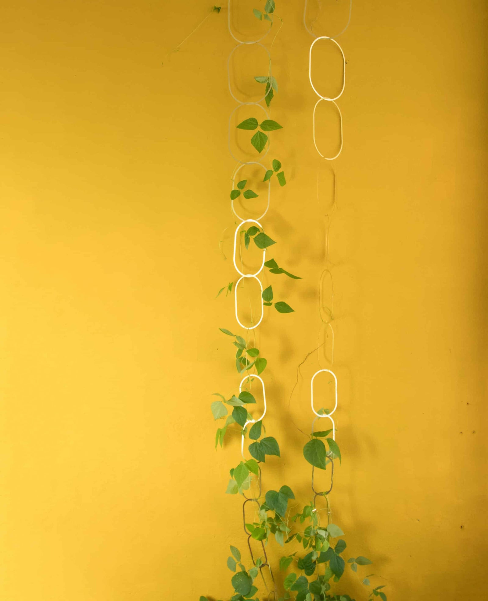 Brass Plant Support Gold 4