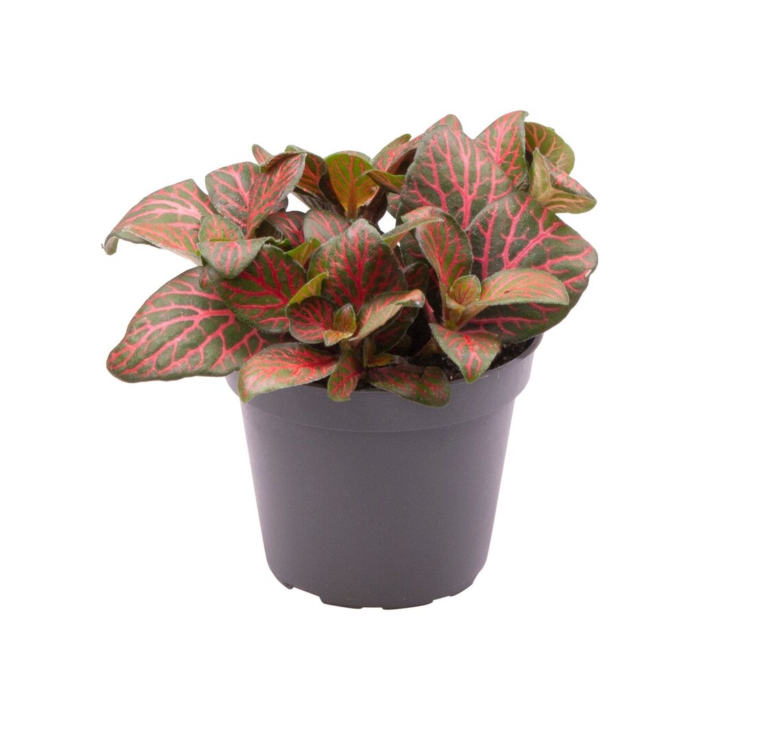 Fittonia albivenis 'Joly Josan Red'