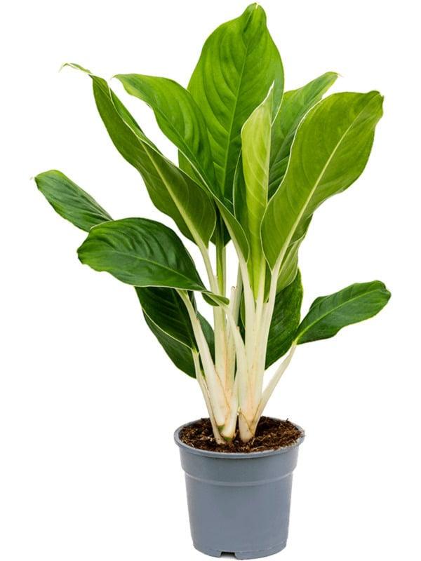 Aglaonema Cintho King L – Large, Approx. 50.0cm height – 18.0cm Pot 2