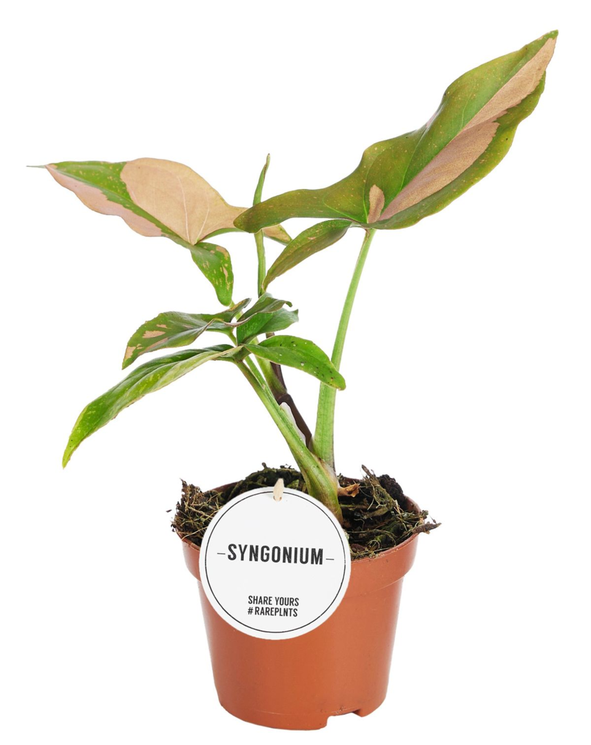 Healthy Syngonium Red Spot Baby by Plant Circle