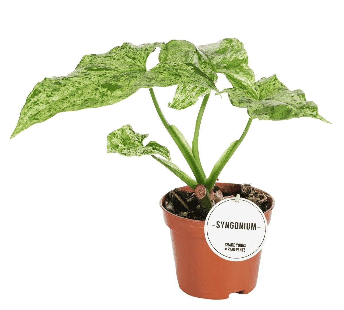 Healthy Syngonium Podophyllum Mottled "Mojito" Baby. A perfect syngonium podophyllum mottled "mojito" baby for your indoor houseplant collection.