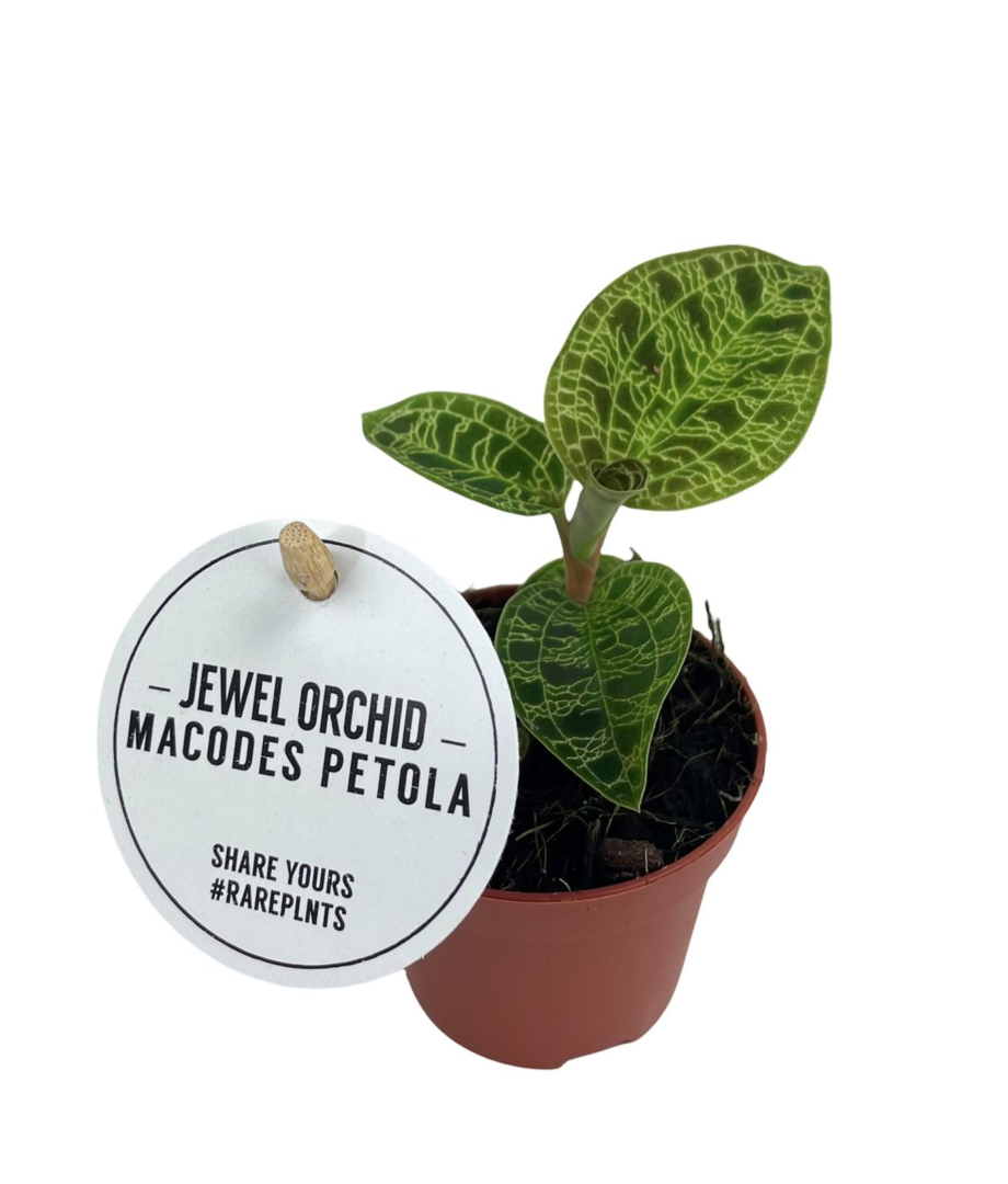 Macodes Petola by Plant Circle – Baby, Approx. 8.0cm height by Plant Circle – 6.0cm Pot