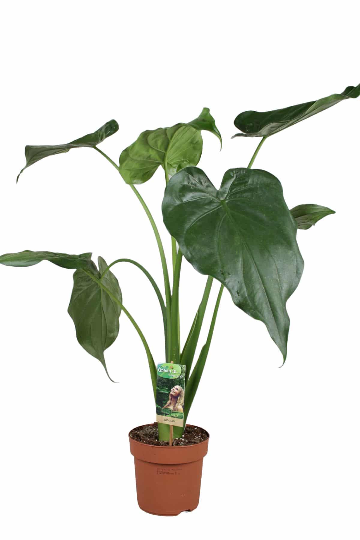 Alocasia Cucullata – Large, Approx. 70.0cm height – 17.0cm Pot 2