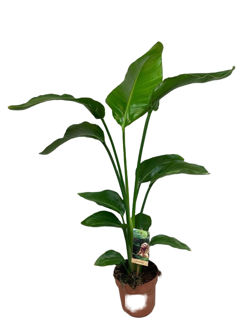 Potted strelitzia nicolai with large green leaves on a white background