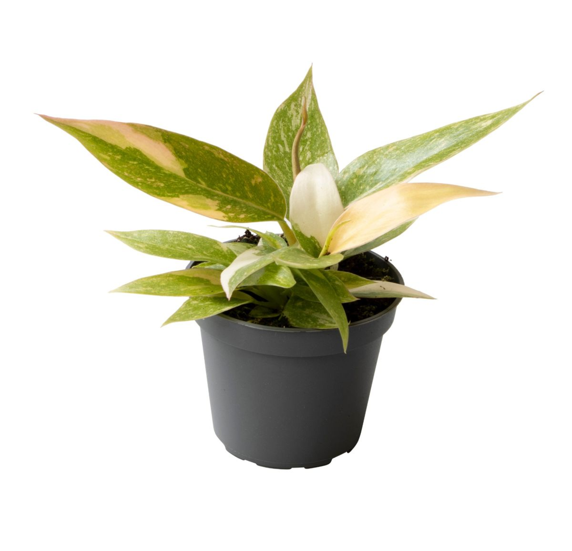 philodendron baby giftig Philodendron 'Ring of Fire' Baby