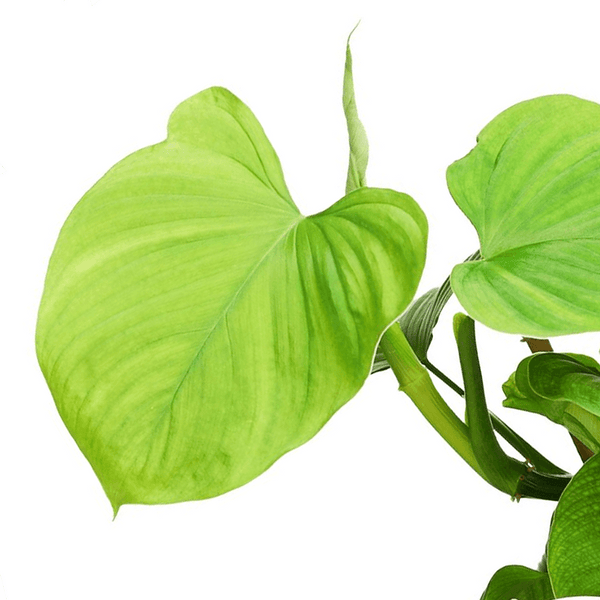 philodendron fibraecataphyllum mature Philodendron Fibraecataphyllum by Plant Circle – Medium, Approx. 30.0c