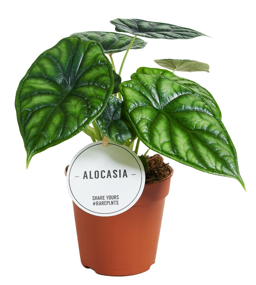Alocasia 'Dragon Scale' Medium