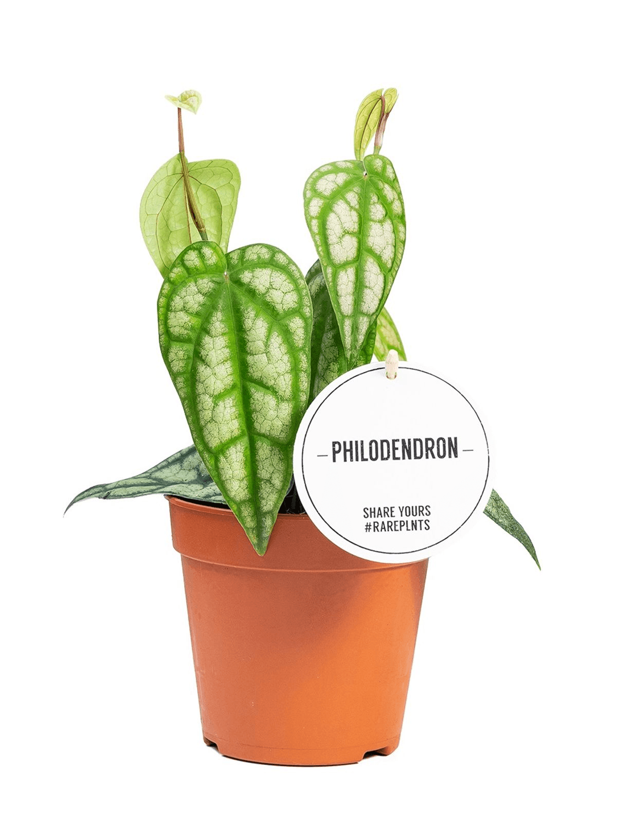 Piper Sylvaticum – Medium, Approx. 30.0cm height – 12.0cm Pot 3