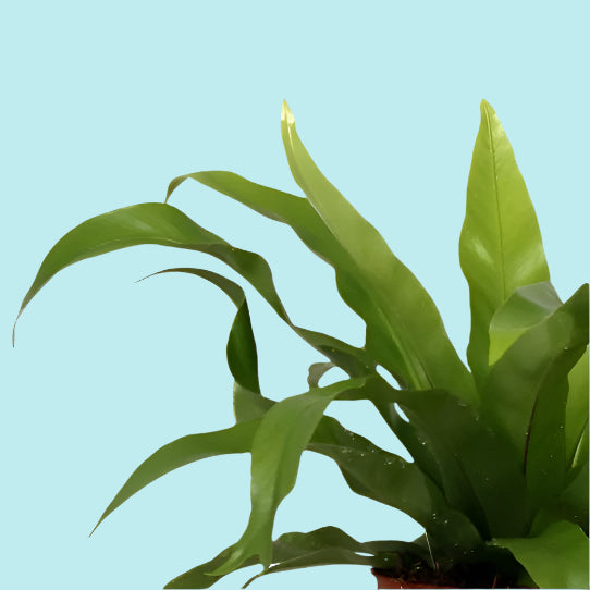 Asplenium 'antiquum' -  Kwekerij J. de Groot.