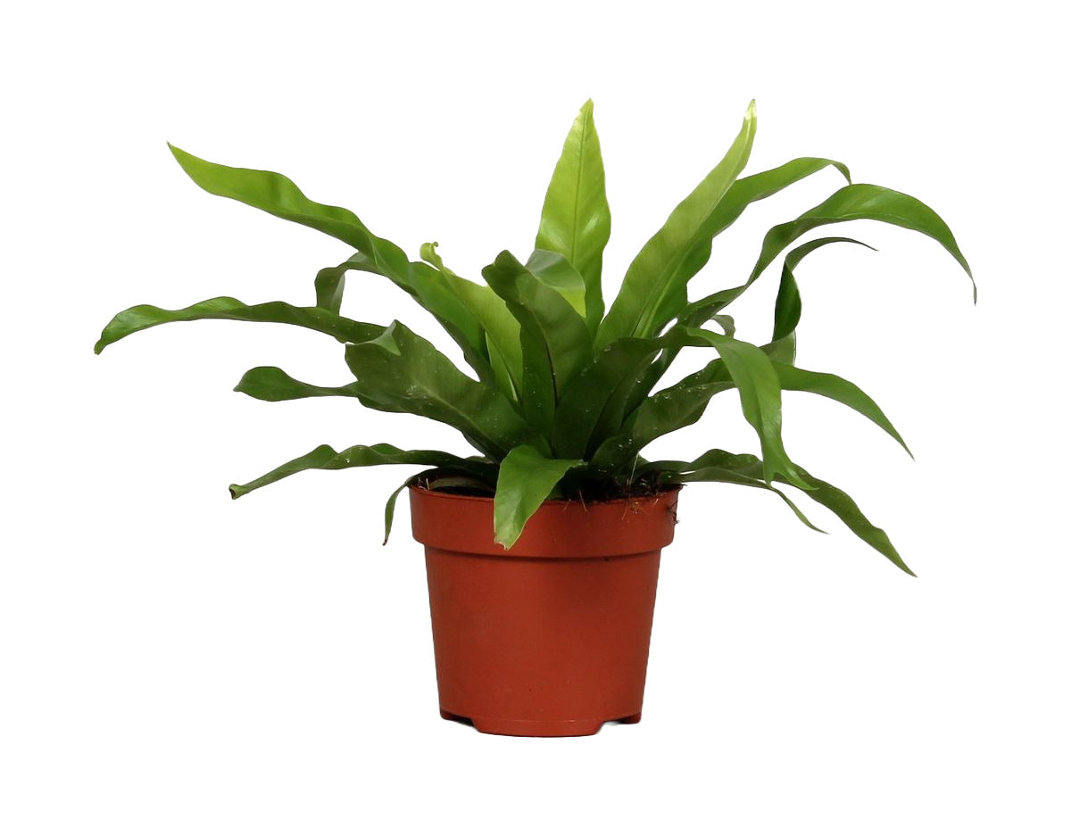 Asplenium antiquum Medium