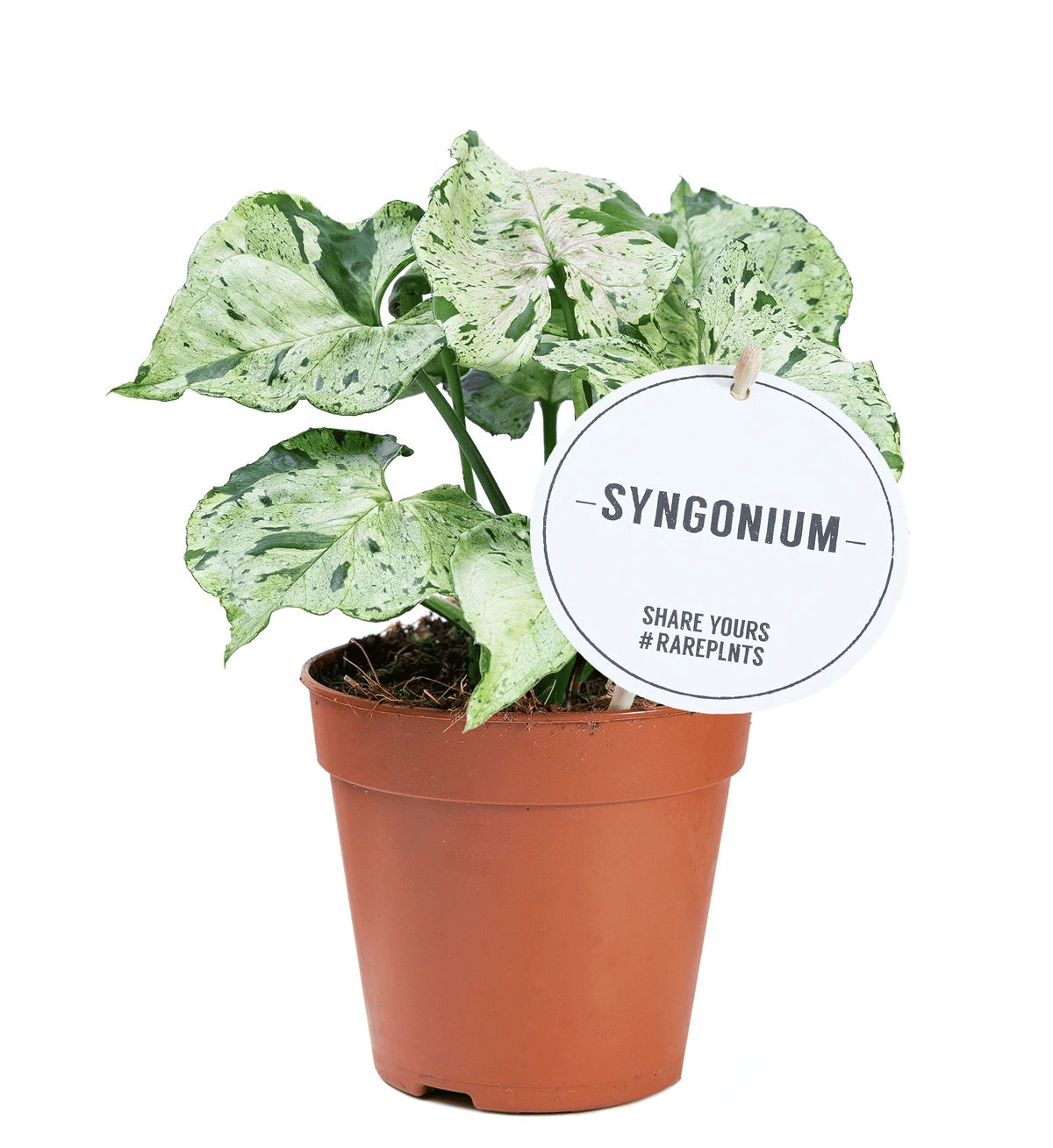 Syngonium Green Splash – Medium, Approx. 25.0cm height – 12.0cm Pot 2