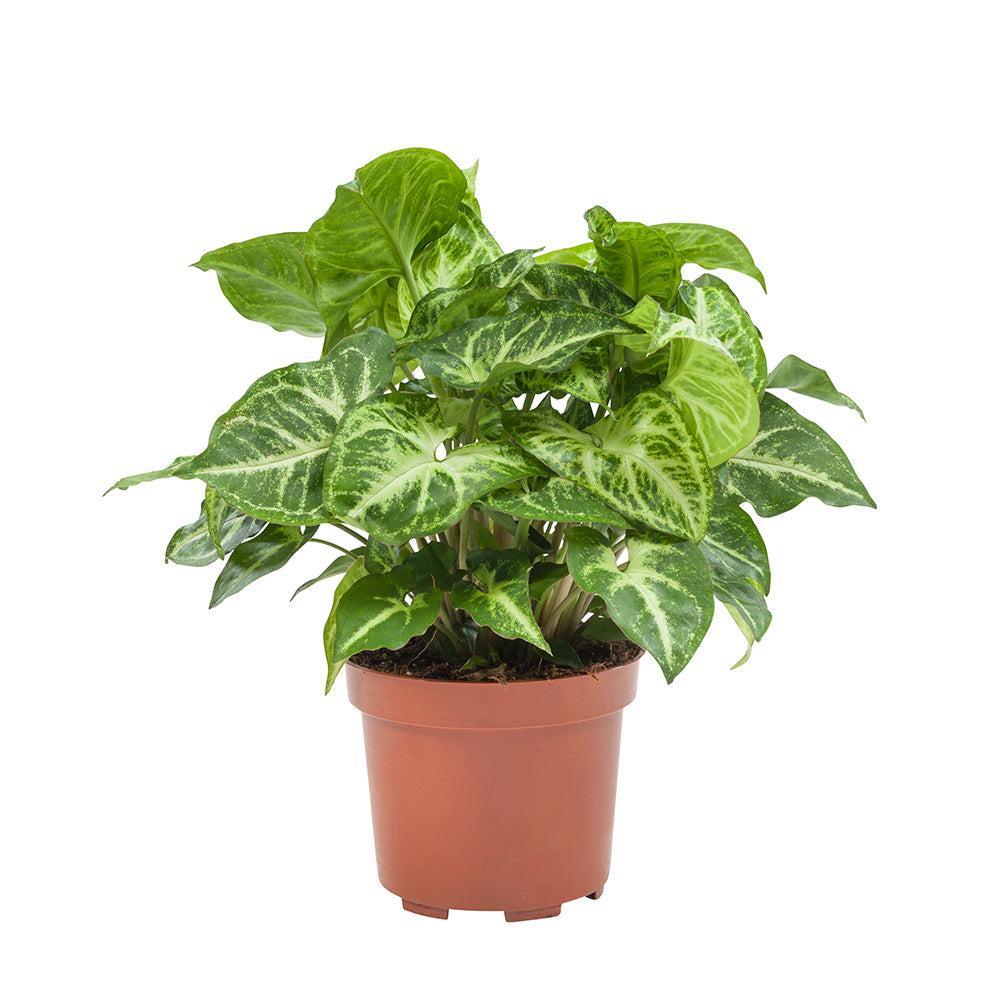 Syngonium podophyllum 'Arrow' M -  Plant Circle.