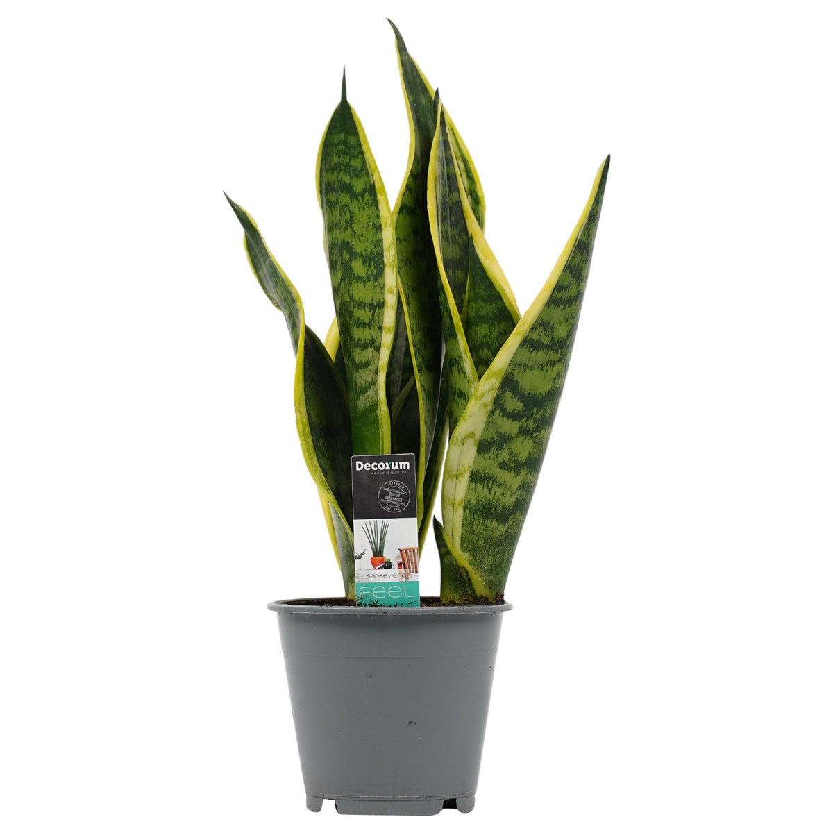 Dracaena (Sansevieria) trifasciata 'Superba' by Plant Circle -  Plant Circle.