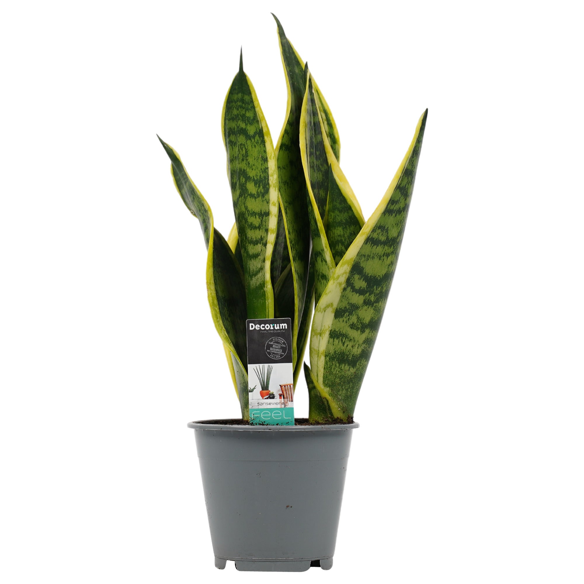 Dracaena (Sansevieria) trifasciata 'Superba'