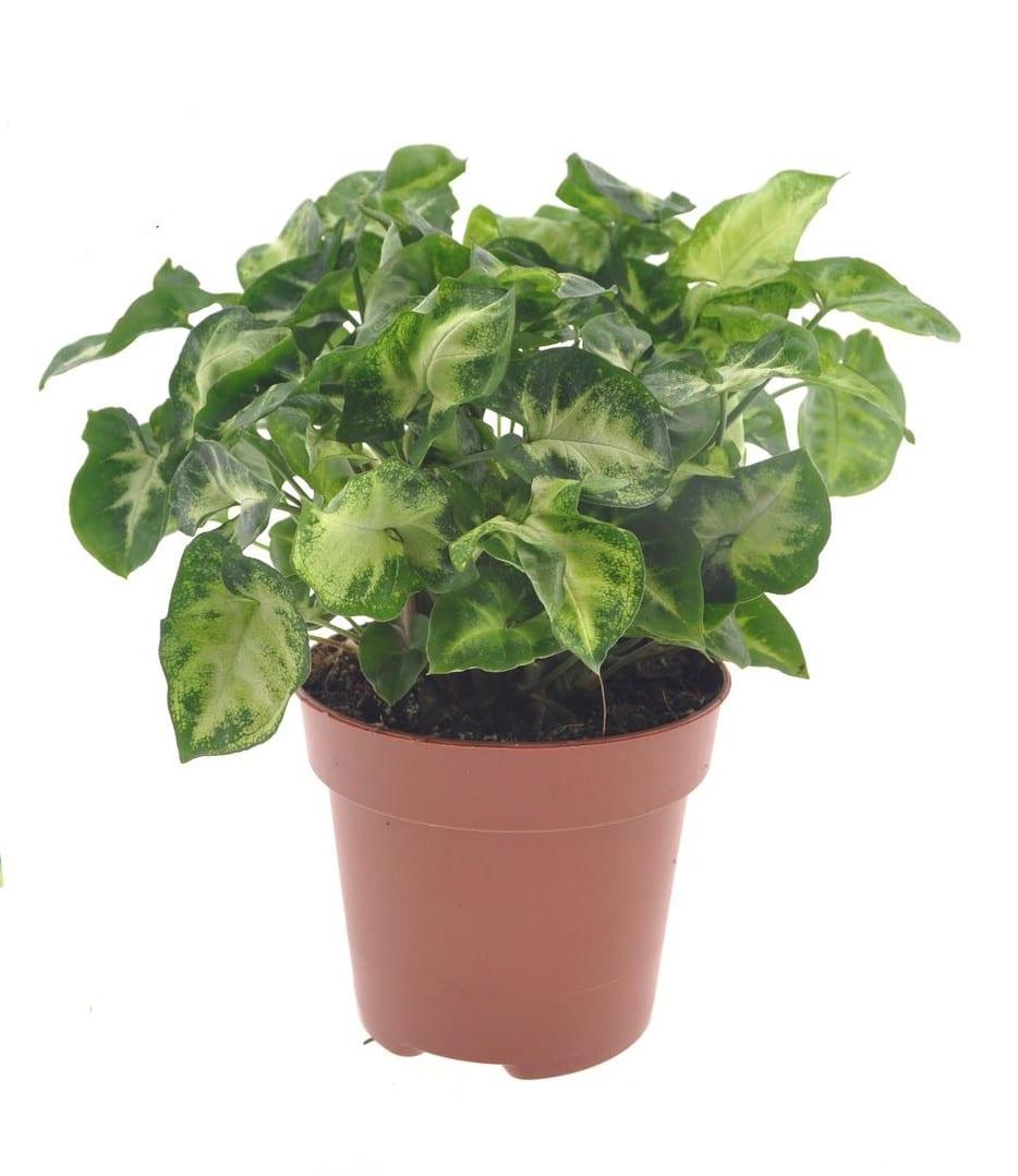 Syngonium podophyllum 'Pixie' aka 'Nana' – Medium, Approx. 20.0cm height – 12.0cm Pot 2