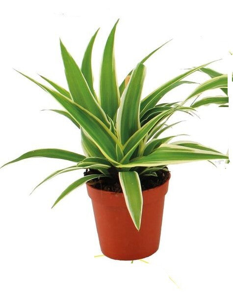Chlorophytum comosum 'Ocean' Spider Plant Baby -  Plant Circle.