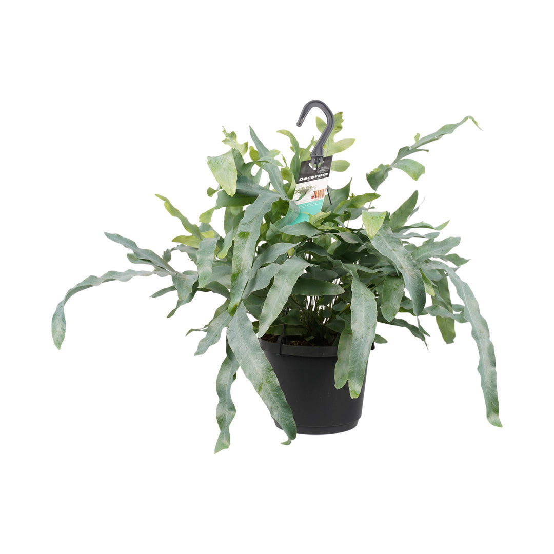 Phlebodium aureum ‘Blue Star’ large fern in hanging nursery pot with silvery, cascading foliage.
