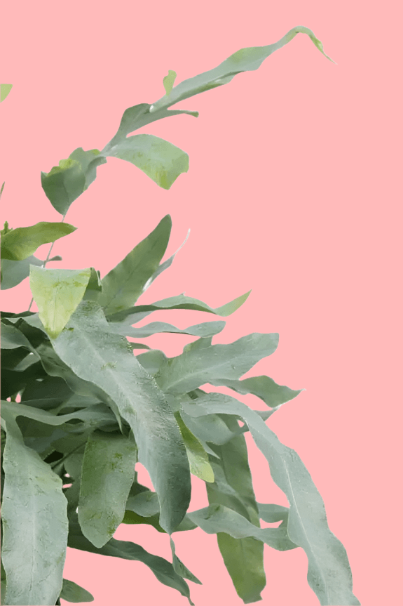 Phlebodium aureum 'Blue Star' Default Title 1