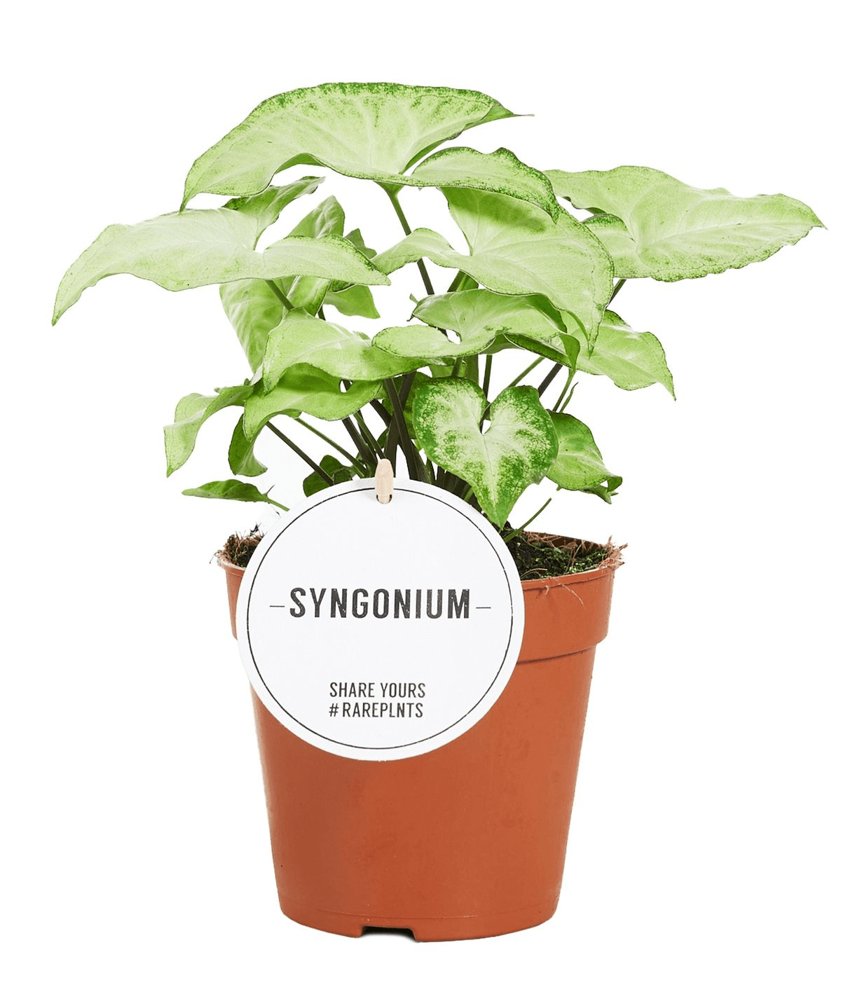 white butterfly plant indoor Syngonium podophyllum 'White Butterfly'