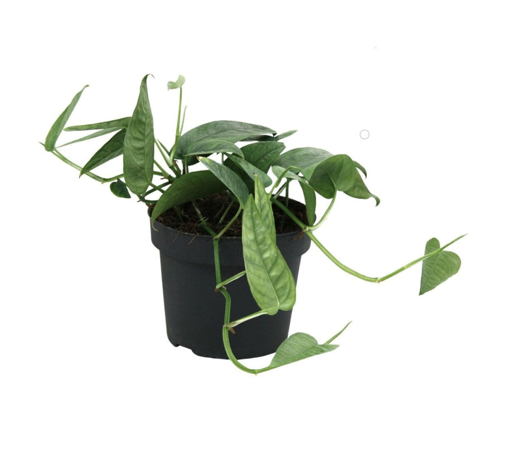 Epipremnum Pinnatum Cebu Blue in 12 centimeter nursery pot