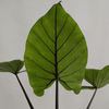 alocasia black stem