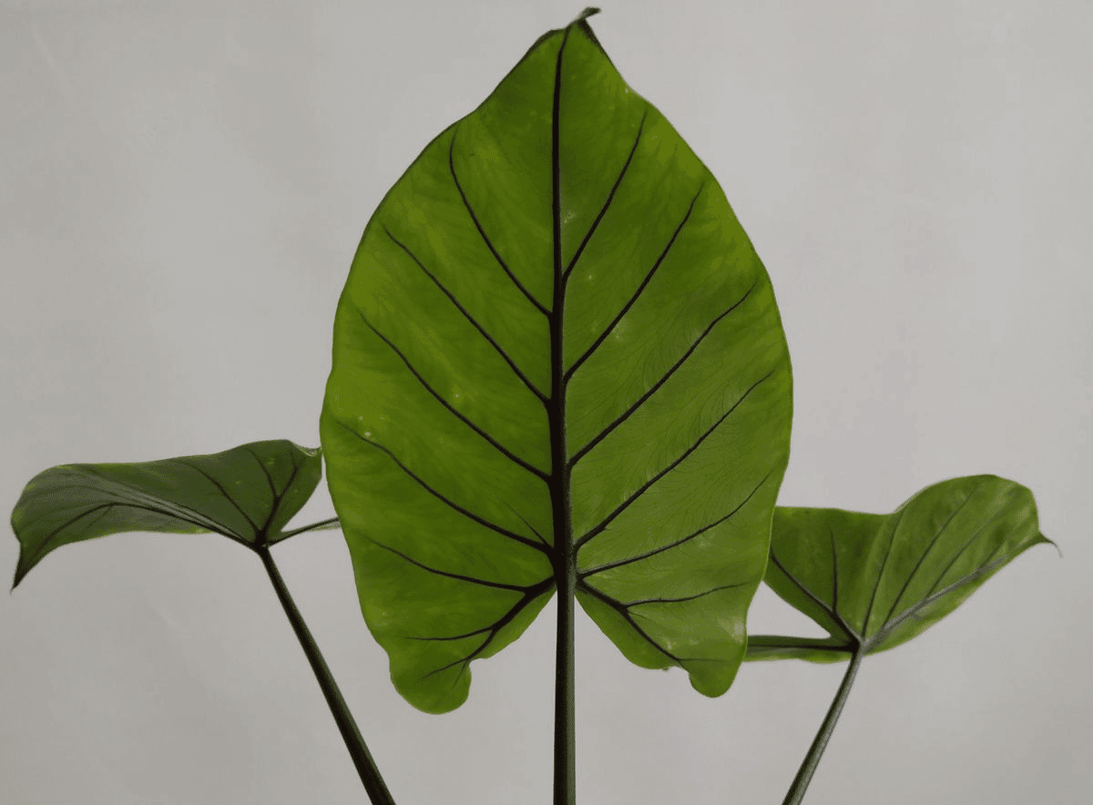 Alocasia Macrorrhiza ‘Black Stem' – Medium, Approx. 20.0cm height – 12.0cm Pot Default Title 1