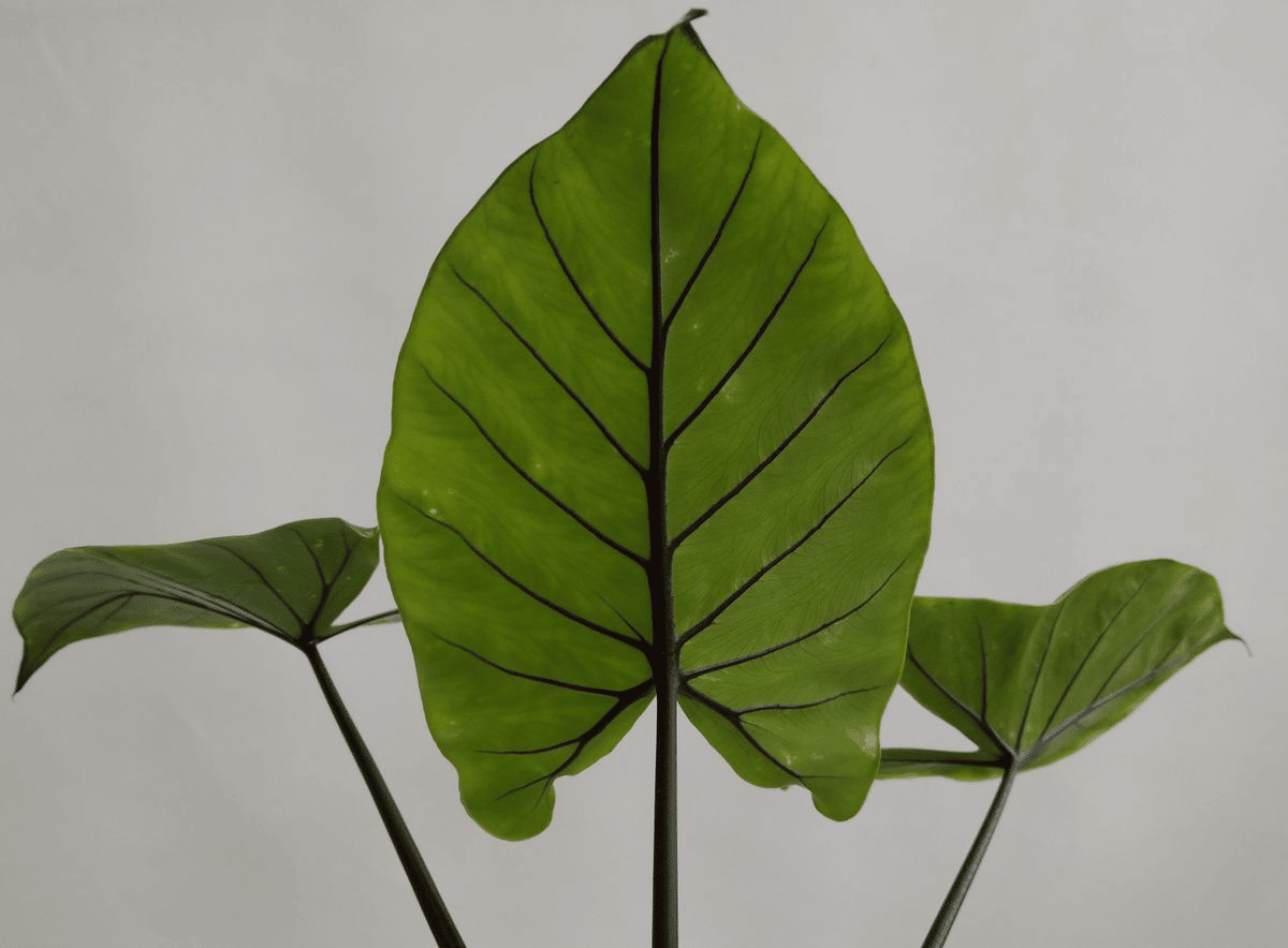 alocasia black stem