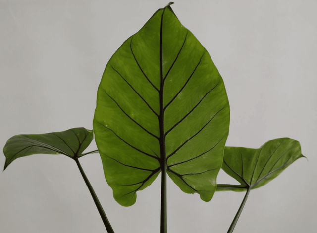 Alocasia Macrorrhiza ‘Black Stem' – Medium, Approx. 20.0cm height – 12.0cm Pot Default Title 1