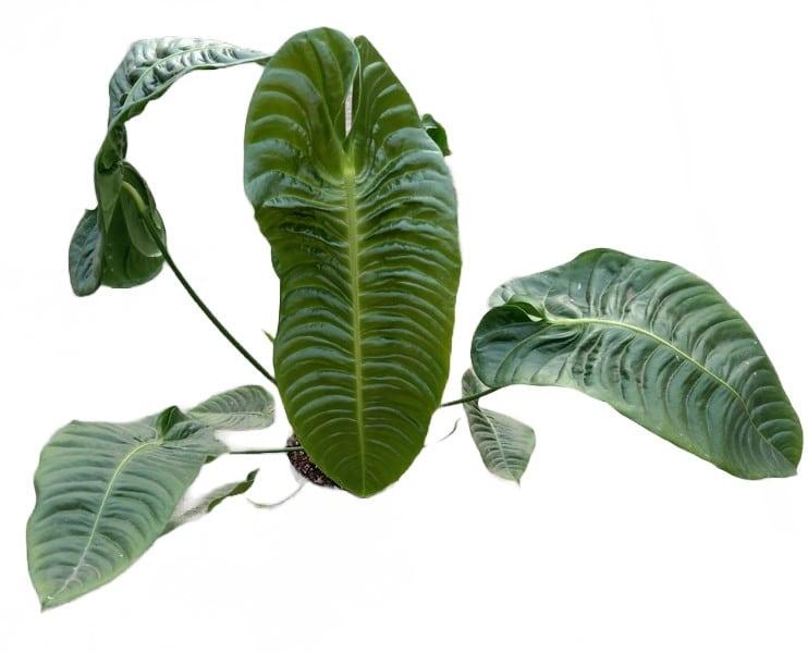 Anthurium Veitchii (King Anthurium) XL – Large, Approx. 50.0cm height – 21.0cm Pot 2