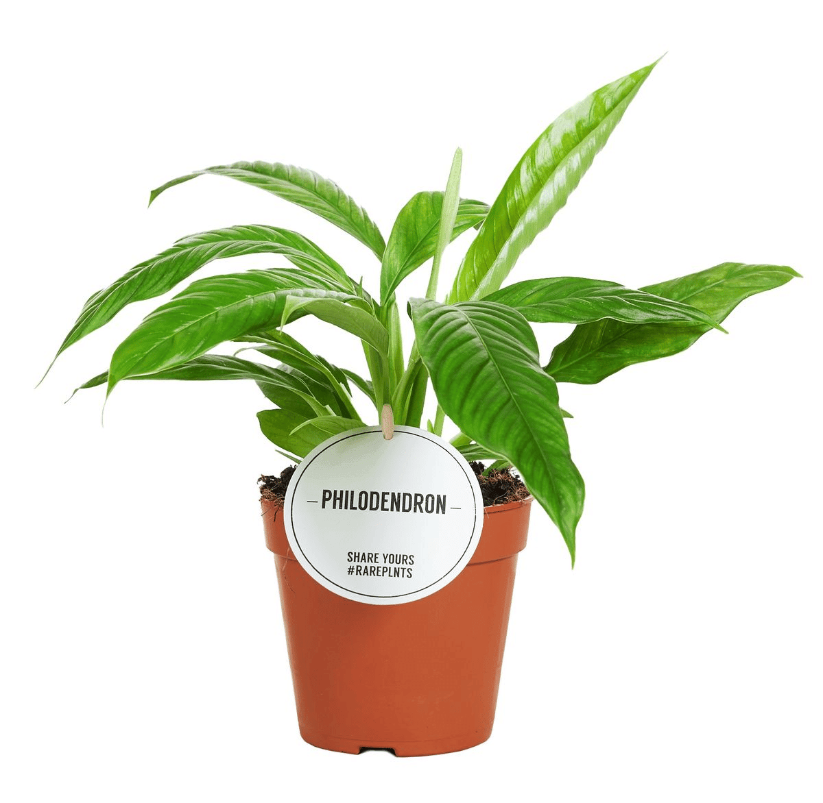 Philodendron Campii Lynette M – Medium, Approx. 25.0cm height – 12.0cm Pot 2