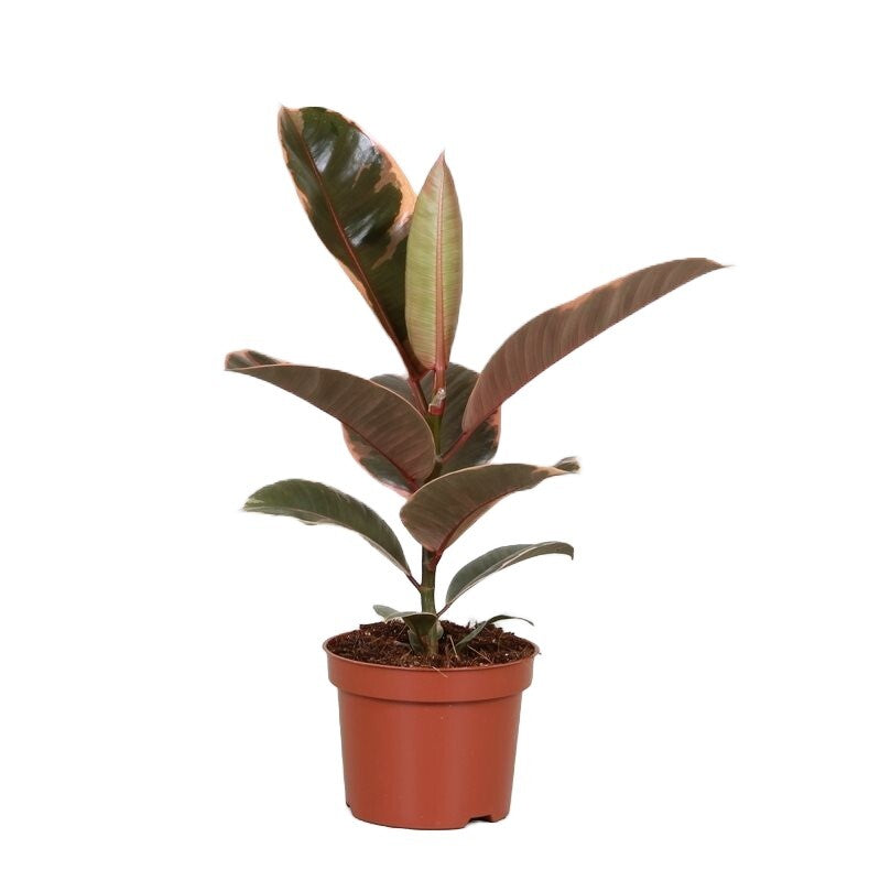 Ficus elastica 'Belize' Medium