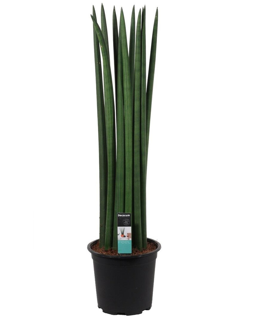 Dracaena Angolensis (Sansevieria Cylindrica) 'Straight' Large