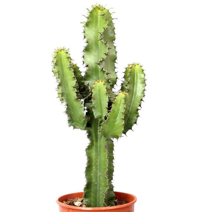 Euphorbia abyssinica var. erythraeae 'Canarias' by Plant Circle – Large, Approx. 70.0cm height by Plant Circle – 19.0cm Pot