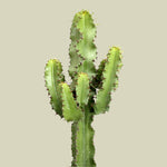 Euphorbia abyssinica var. erythraeae 'Canarias' L