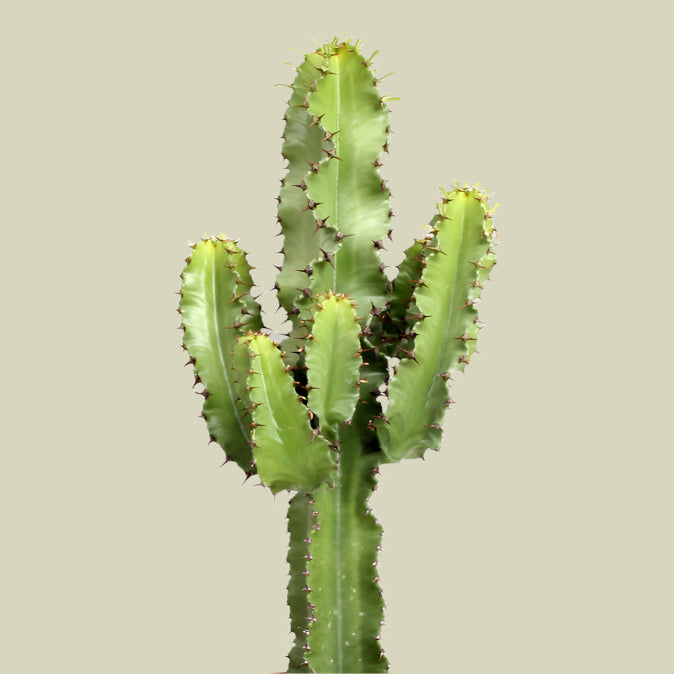 Euphorbia abyssinica var. erythraeae 'Canarias' by Plant Circle – Large, Approx. 70.0cm height by Plant Circle – 19.0cm Pot