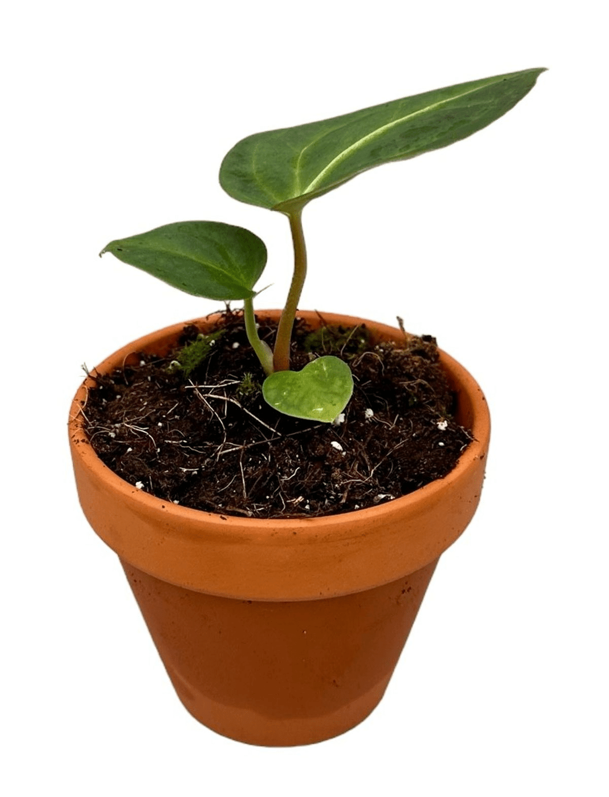 Anthurium Regale S – Small, Approx. 10.0cm height – 9.0cm Pot 2