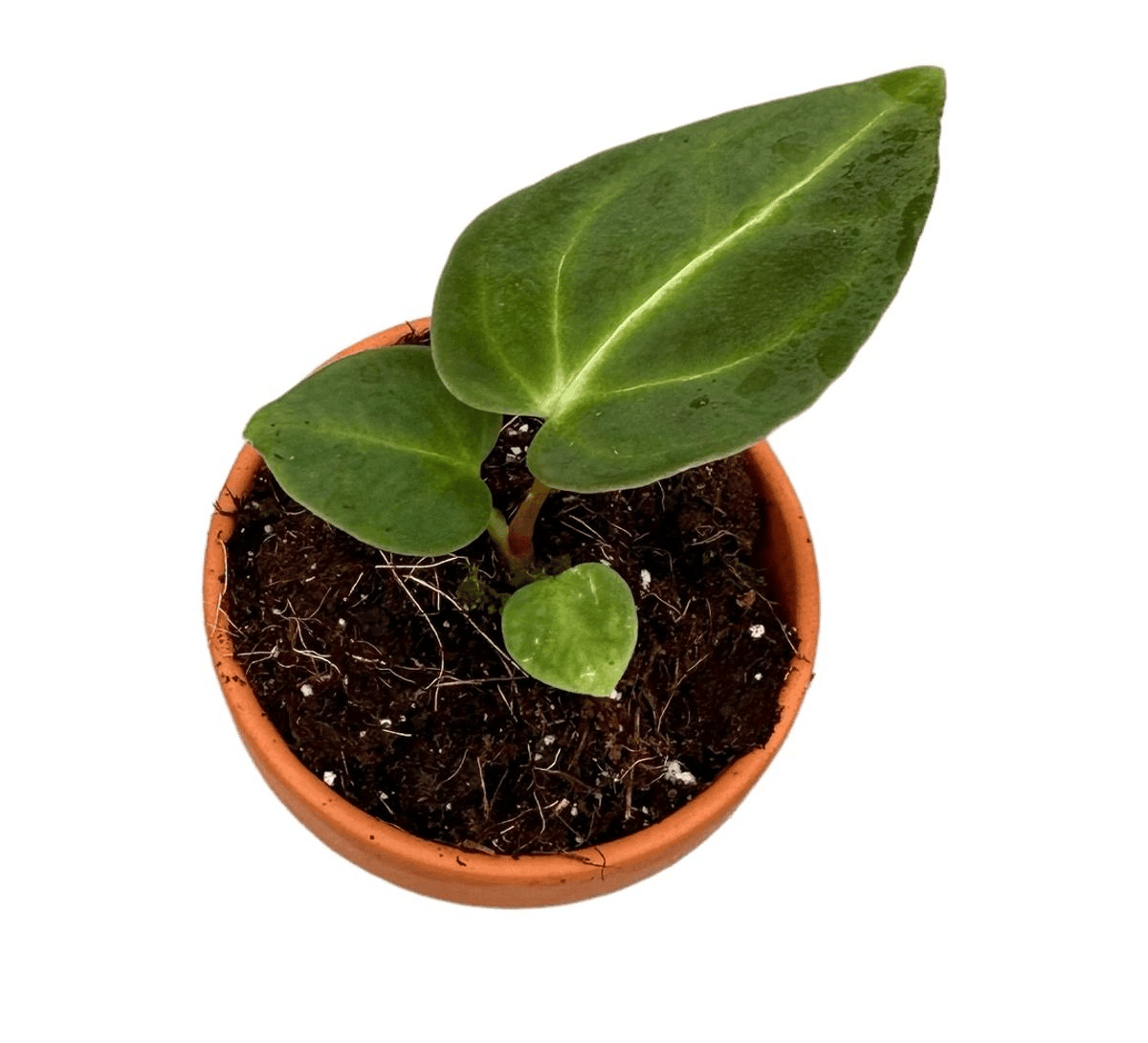 Anthurium Regale S – Small, Approx. 10.0cm height – 9.0cm Pot 3