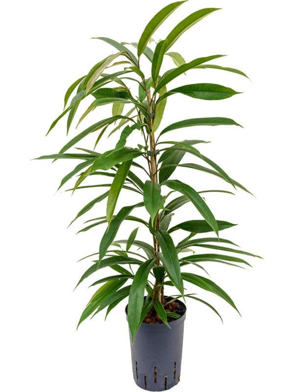 Ficus binnendijkii 'Amstel King' Large (Hydroculture)