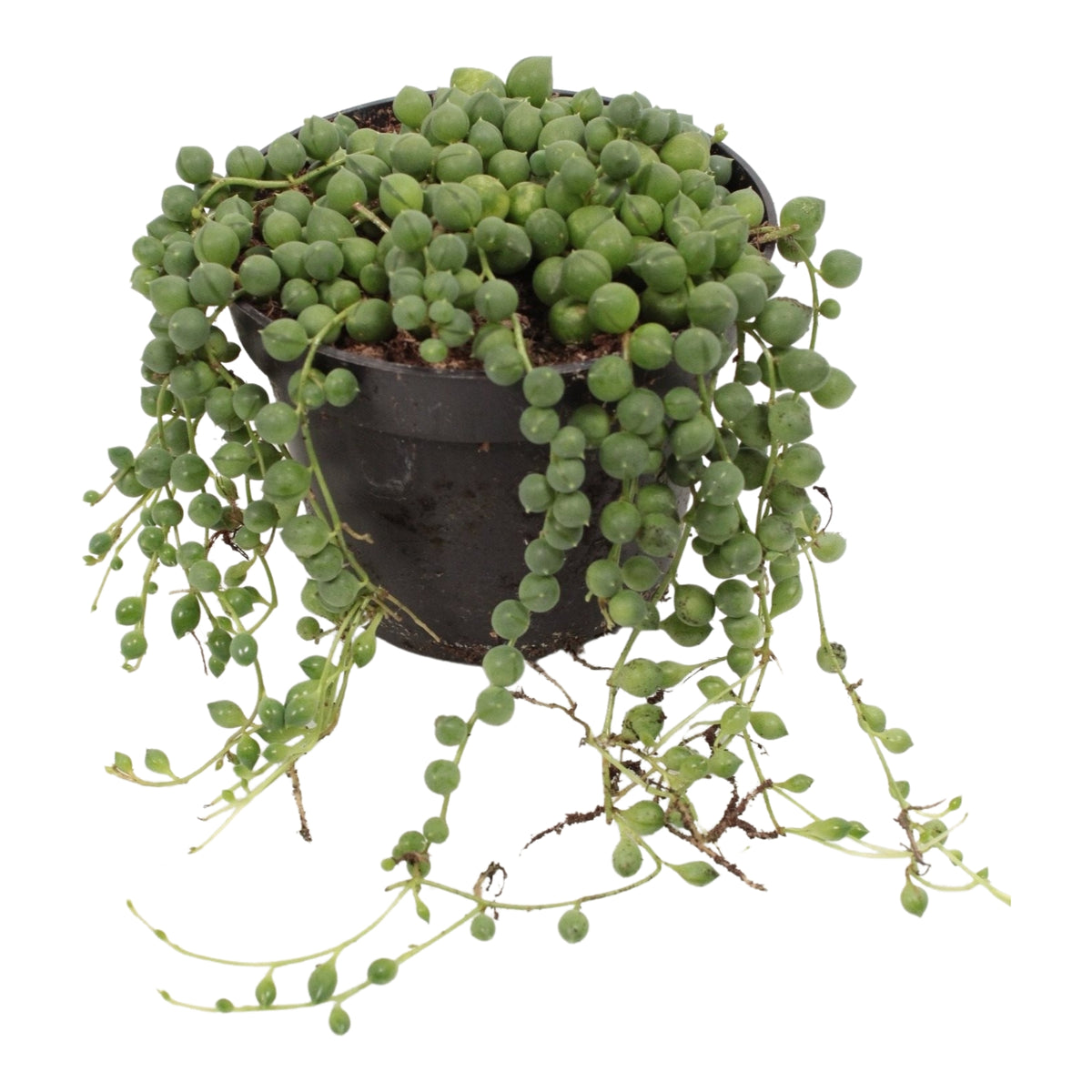 Senecio Rowleyanus (String of Pearls) Medium -  Edelcactus BV (handmatig).