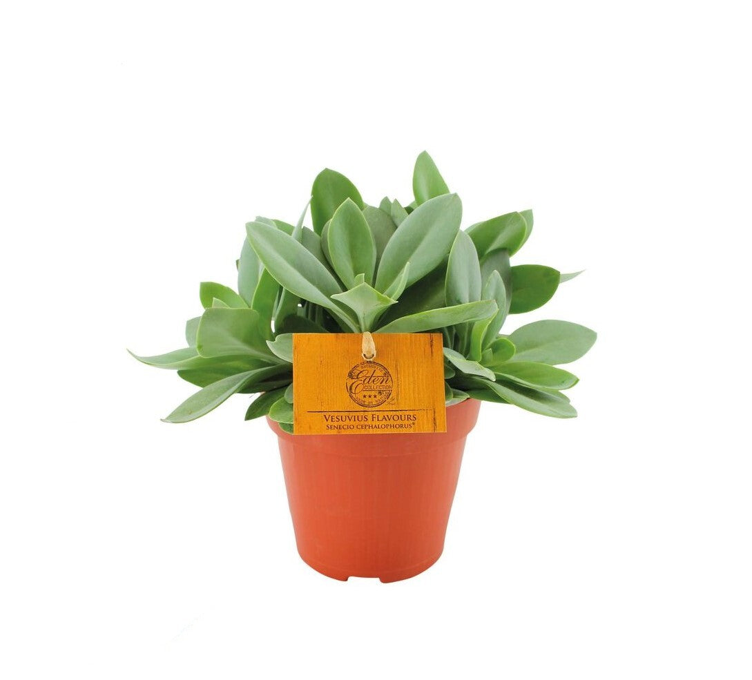 Senecio Cephalophorus Medium -  Plant Circle.