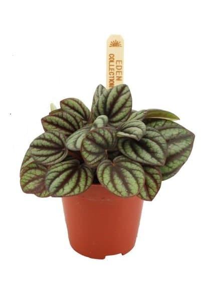 Healthy Peperomia Albovittata 'Piccolo Banda' baby. A perfect peperomia albovittata 'piccolo banda' baby for your indoor houseplant collection.
