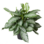 Aglaonema 'Silver Bay'