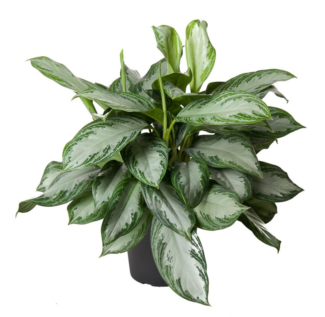 aglaonema silver bay giftig Aglaonema 'Silver Bay' 14cm