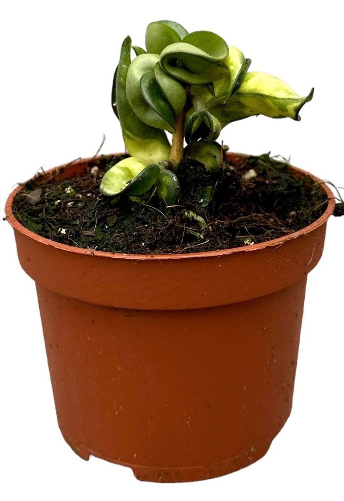 Hoya carnosa ‘Mauna Loa’ ('Lura Lei', 'Exotica') Small